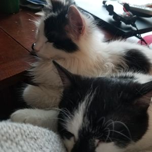 Meet your Posher, Jane